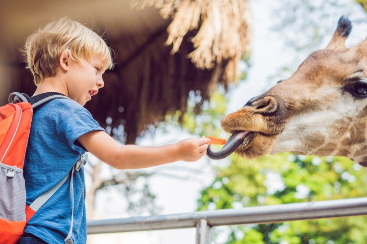 A young boy feeds a giraffe at the zoo